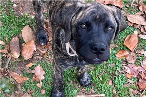 Hannah - Mastiff for sale