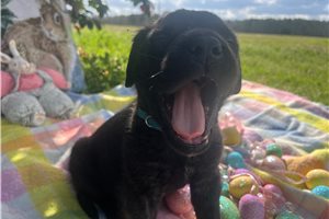 Henry - puppy for sale