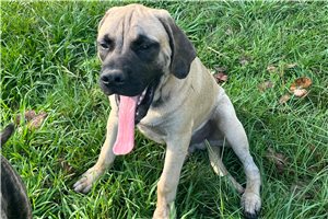 Hunter - Mastiff for sale