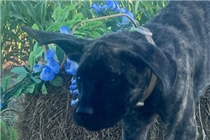 Hannah - Mastiff for sale