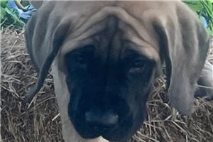 Hudson - Mastiff for sale