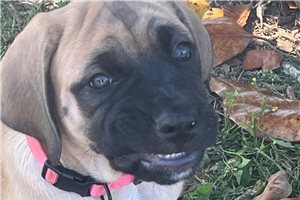 Hazel - puppy for sale