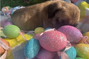 Haven - puppy for sale