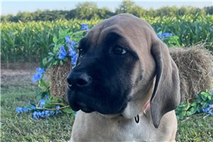 Hazel - Mastiff for sale