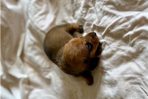 Nora - Dachshund, Mini for sale