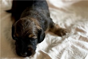 Nolan - Dachshund, Mini for sale