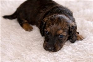Nolan - Dachshund, Mini for sale