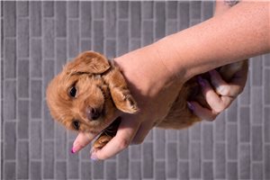 Phillip - Dachshund, Mini for sale