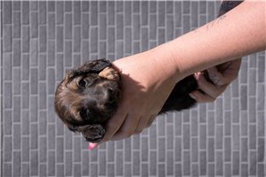 Nolan - Dachshund, Mini for sale