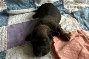 Nolan - Dachshund, Mini for sale