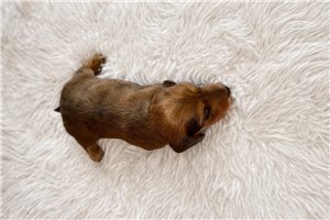 Noelle - Dachshund, Mini for sale