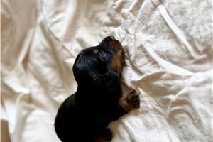 Noah - Dachshund, Mini for sale