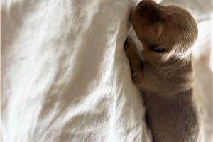 Phillip - Dachshund, Mini for sale