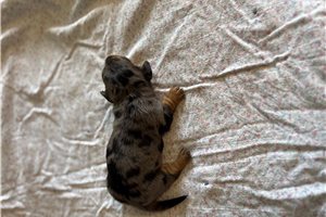 Nevaeh - Dachshund, Mini for sale
