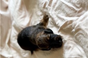 Nolan - Dachshund, Mini for sale