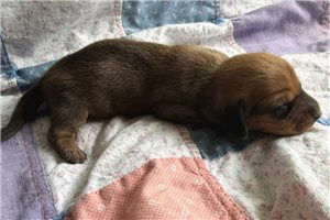 Nora - Dachshund, Mini for sale