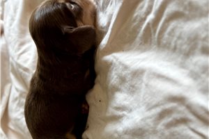 Paxton - Dachshund, Mini for sale
