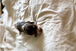 Peanut - Dachshund, Mini for sale