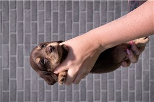 Paxton - Dachshund, Mini for sale