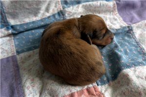 Noelle - Dachshund, Mini for sale
