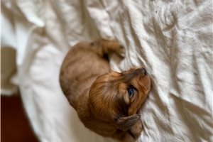 Noelle - Dachshund, Mini for sale