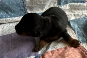 Noah - Dachshund, Mini for sale