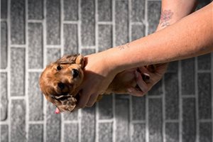 Noelle - Dachshund, Mini for sale