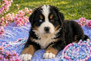 Madison - puppy for sale