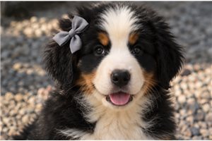 Evelyn - Bernese Mountain Dog for sale