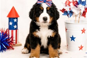 Maeve - Bernese Mountain Dog for sale