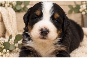 Holly - Bernese Mountain Dog for sale