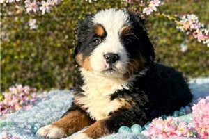 Michael - puppy for sale