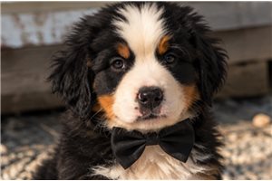 Easton - puppy for sale