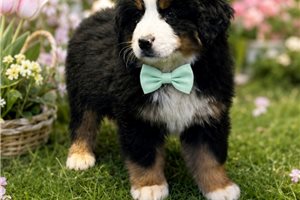Matthew - Bernese Mountain Dog for sale