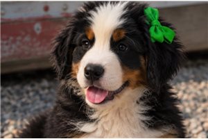 Erin - puppy for sale