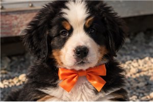 Egon - puppy for sale