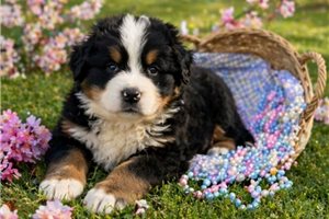 Matthew - puppy for sale