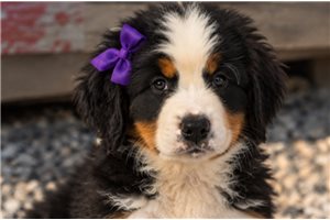 Emily - puppy for sale