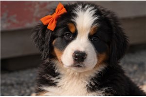 Elise - puppy for sale