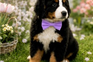 Michael - Bernese Mountain Dog for sale