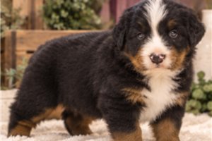 Herman - Bernese Mountain Dog for sale