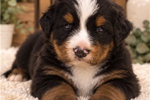 Hank - Bernese Mountain Dog for sale