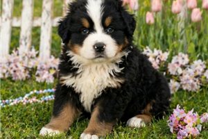 Mateo - Bernese Mountain Dog for sale