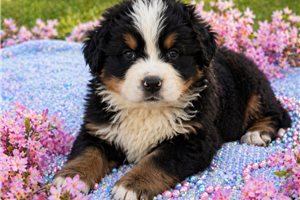 Mila - puppy for sale