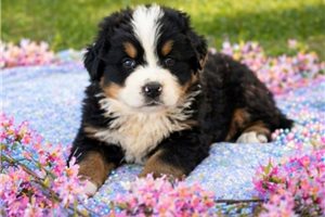 Maeve - puppy for sale