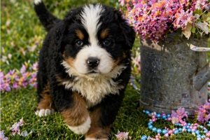 Maria - puppy for sale