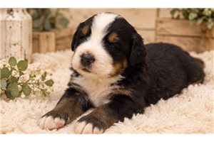 Helena - Bernese Mountain Dog for sale