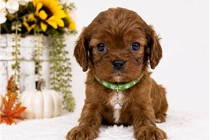Case - puppy for sale