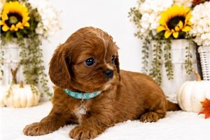 Cartwright - puppy for sale