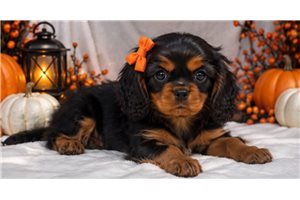 Freya - Cavalier King Charles Spaniel for sale